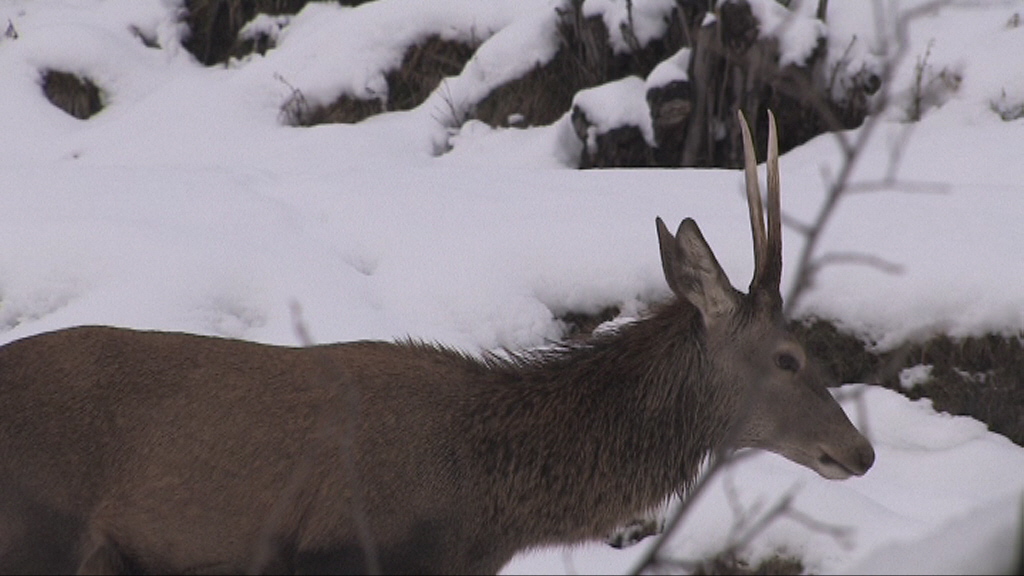 ungulati nelle prealpi comasche